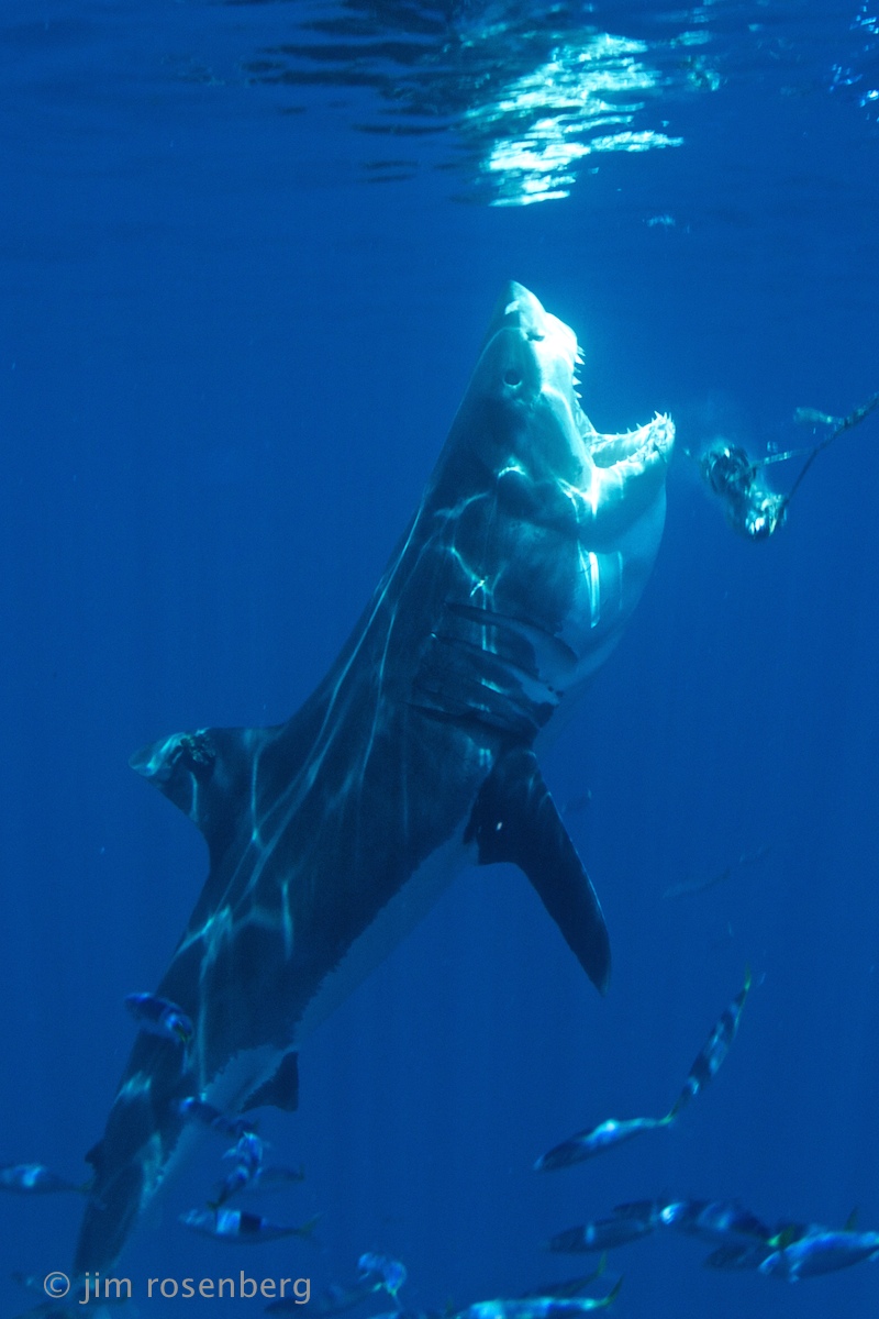 Diving in Guadalupe Island Bluewater Dive Travel